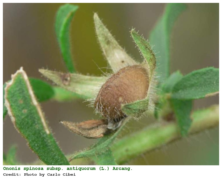 Ononis spinosa subsp. antiquorum (L.) Arcang.